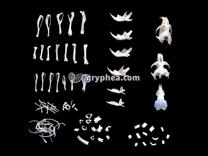 Pelote de réjection disséquée (Chouette effraie) - gryphea.com